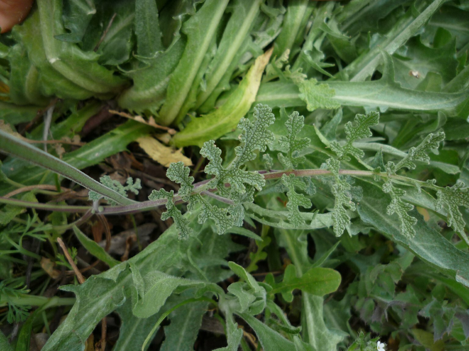 High Resolution Salvia columbariae Leaf